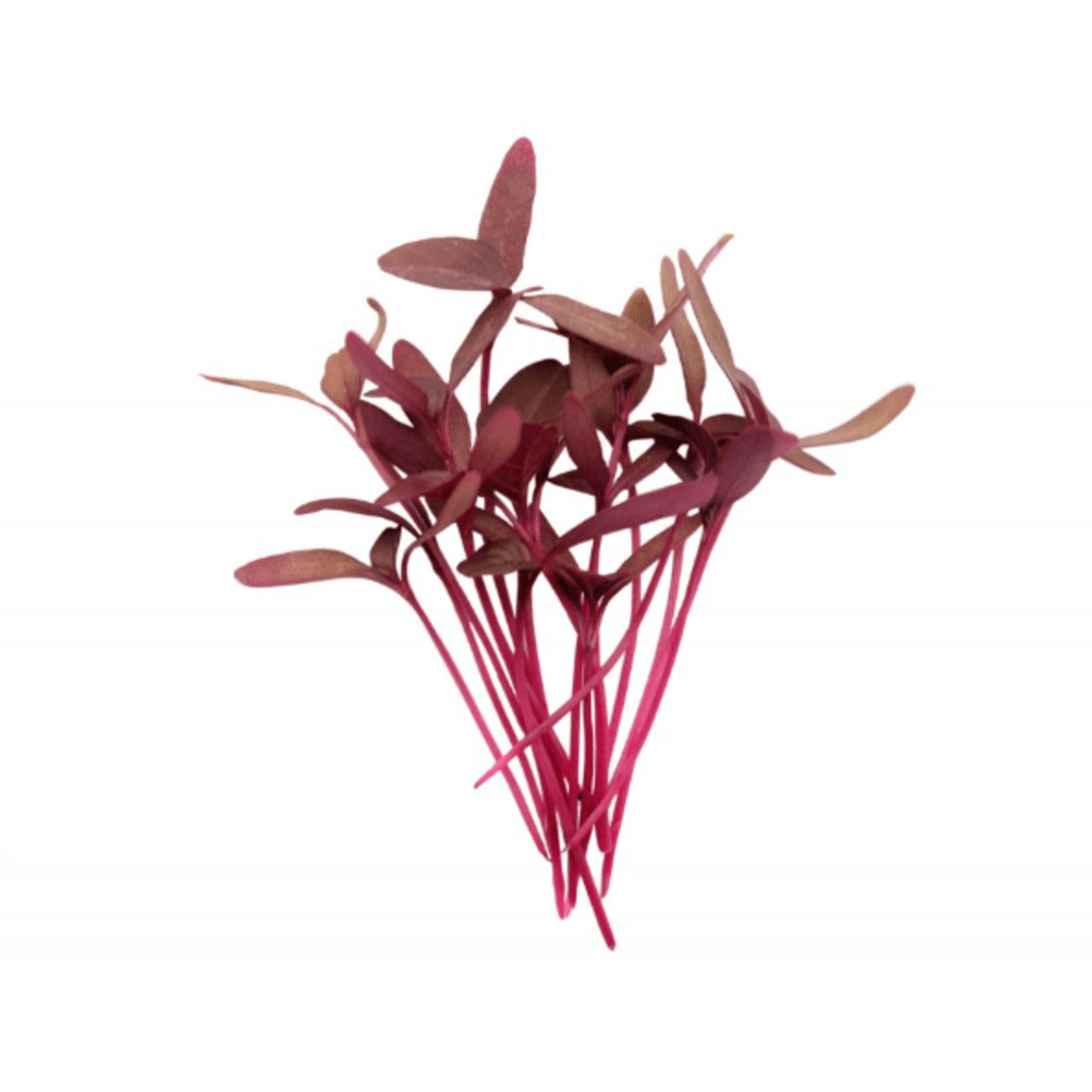 Amaranth - Red Army