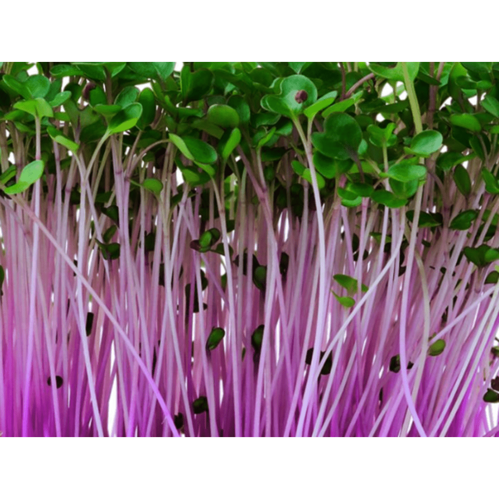 Kohlrabi - Purple Vienna