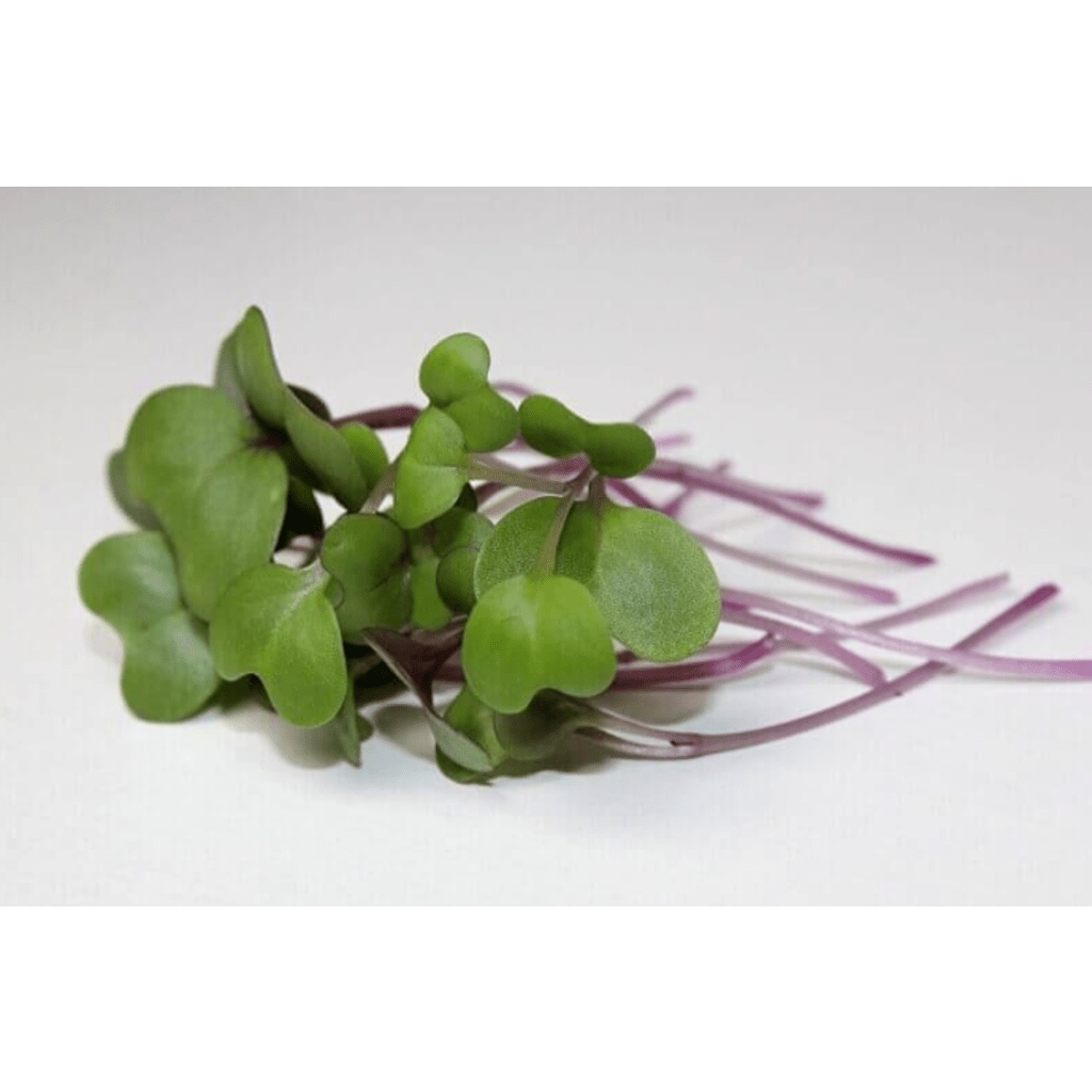 Kohlrabi - Purple Vienna